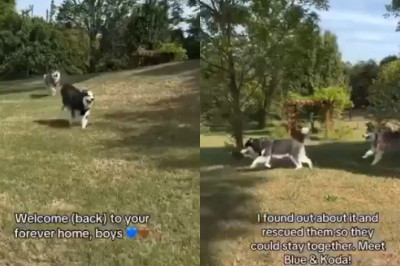 Blue & Koda: Abandoned Huskies Reunited in Their Forever Home