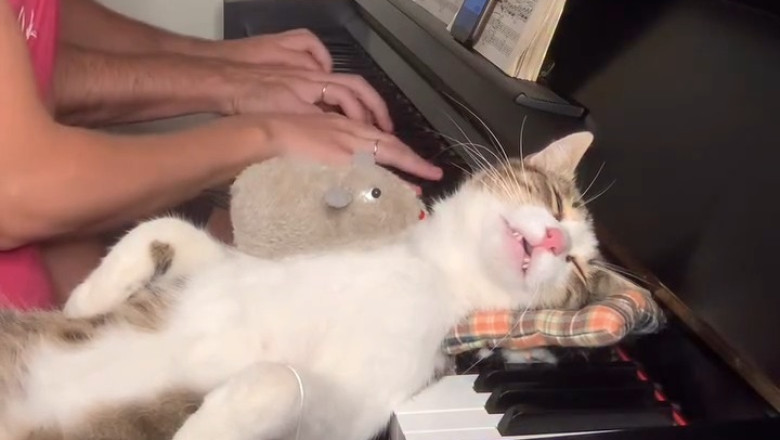 Cat Listens to Piano and Completely Melts 🎹😻 Pure Bliss