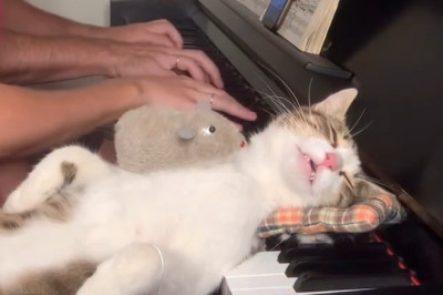 Cat Listens to Piano and Completely Melts 🎹😻 Pure Bliss