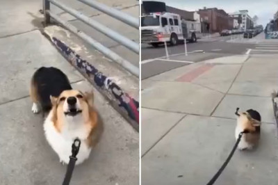 Corgi Stops Mid-Walk to Nail the Perfect Firetruck Impression 🚒🐶