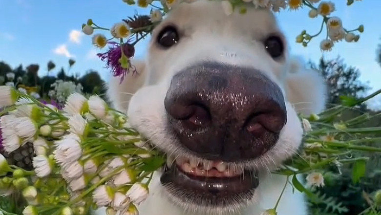 Dog’s Pure Joy Over a Field of Flowers Will Melt Your Heart