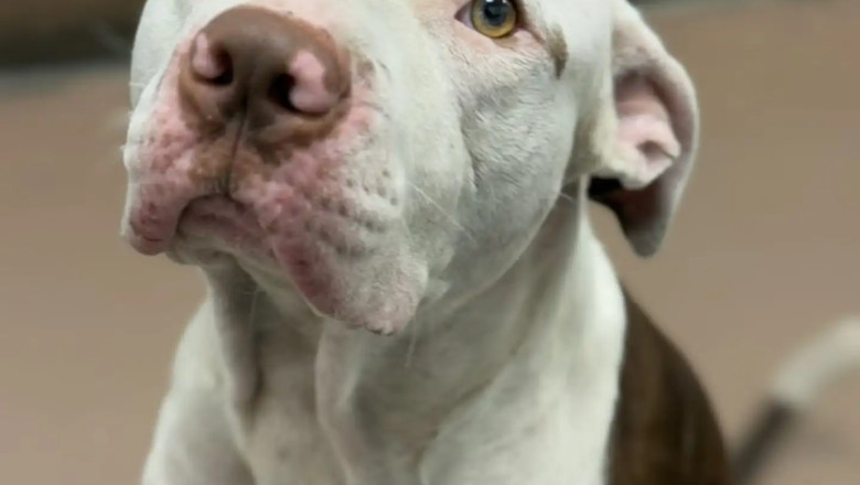 Shelter Dog Refuses To Go Anywhere Without His Emotional Support Stuffies — And It’s Breaking Hearts