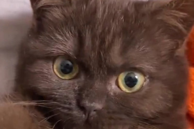 This Beautiful Kitten Is Too Perfect to Be Real