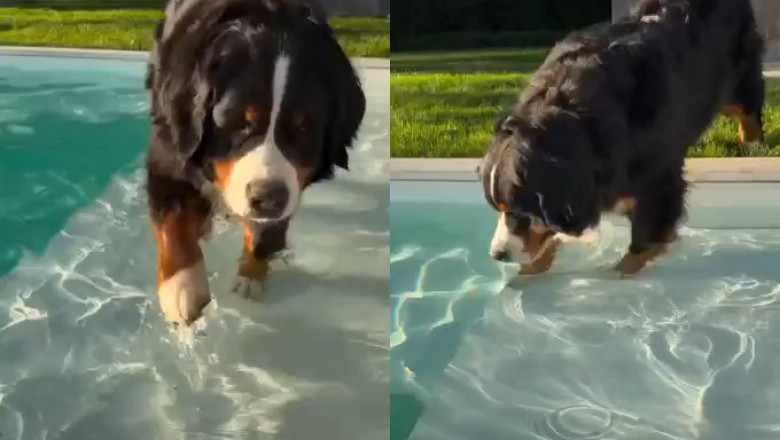 Wikki the Bernese’s Dramatic Pool Hesitation: The Slow Dip You Didn’t Know You Needed