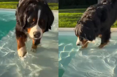 Wikki the Bernese’s Dramatic Pool Hesitation: The Slow Dip You Didn’t Know You Needed