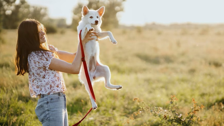 Massachusetts Animal Shelters See Surge in Pet Adoptions Through Community Outreach Programs