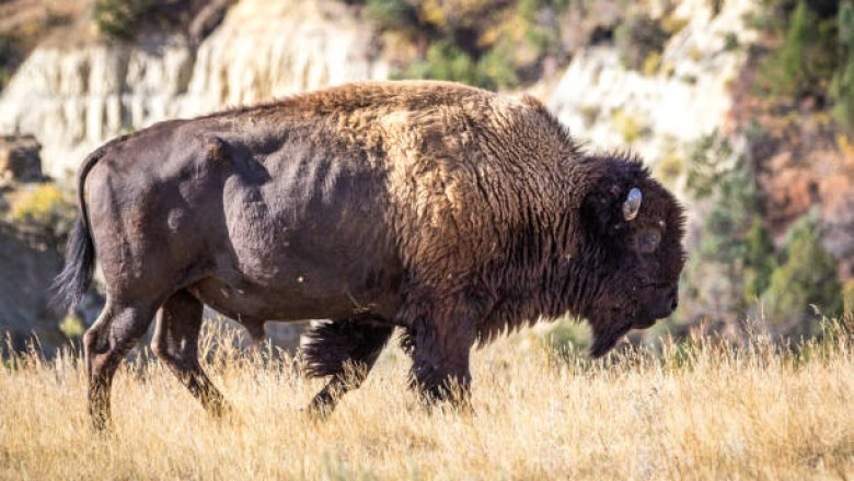 North Dakota Bison Herds Thrive as Conservation Efforts Boost Prairie Wildlife