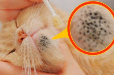 Incredible Chase: Woman Uncovers Shocking Truth After Being Followed by a Vet