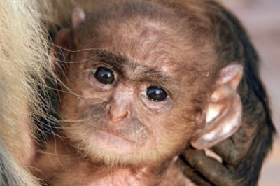 Incredible Zoo Find: DNA Results Spark Controversy Over Mixed-Ancestry Baby