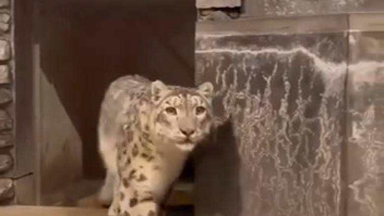 Leopard Learns There's Always a Bigger Fish: A Wild Kitchen Sink Moment at a Japanese Zoo