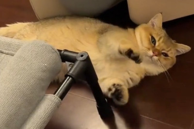 When a Cat Hugs Itself: Pure Cuteness Overload