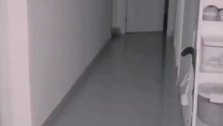 This Cat Brightens Up a House in the Most Unexpected Way