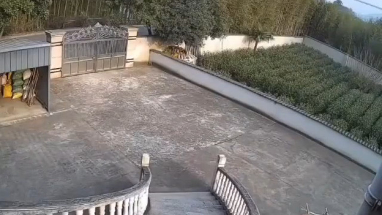 This Pig Just Destroyed a Door Like It Was Nothing