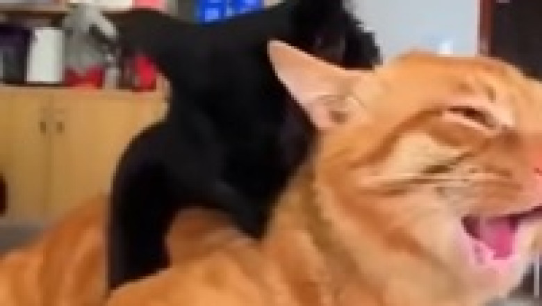 Cat Bites Cat: Instant Karma in a Living Room