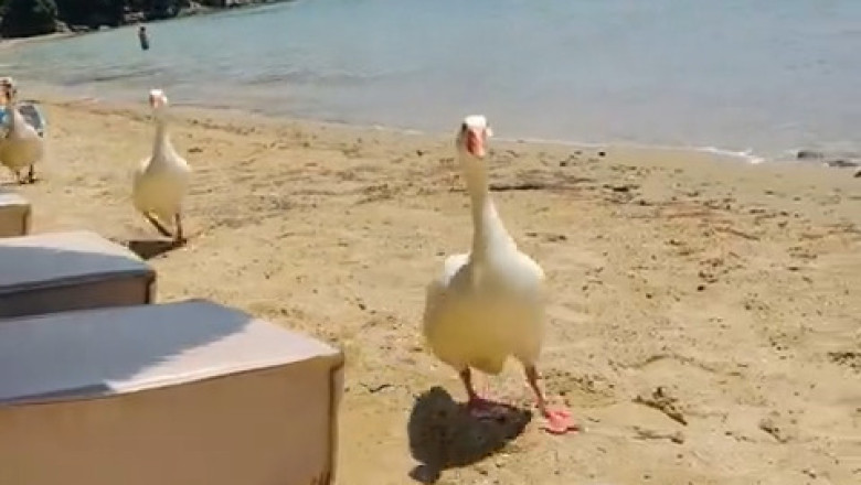 Goose Orders Food on the Beach: Beachfront Brunch Drama