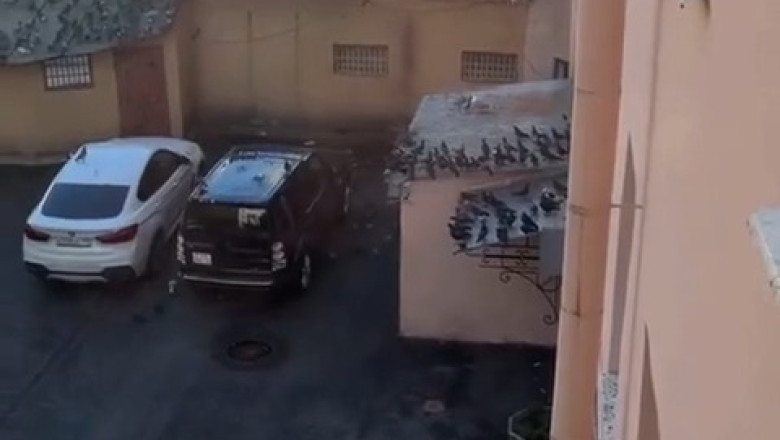 Huge Seagull Predator Takes Down Pigeons on the Pier