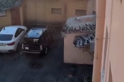 Huge Seagull Predator Takes Down Pigeons on the Pier