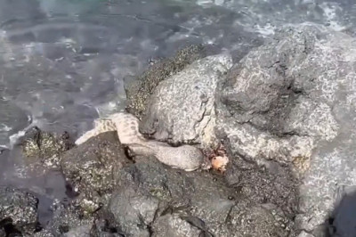 Moray Eel vs Crab: Hunter in the Hidden Reef