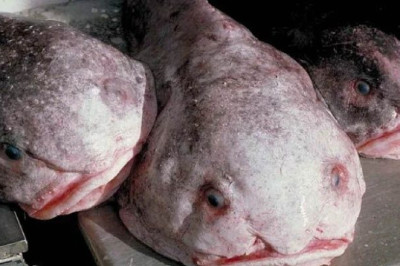 The Blobfish: A Tragic Beauty Misunderstood by the World