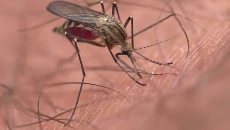 The Bloodless Future: Can We Teach Mosquitoes to Love Sugar?