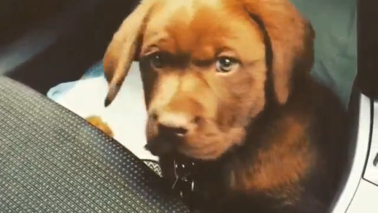 The World’s Cutest Puppy Moments