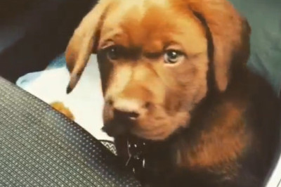 The World’s Cutest Puppy Moments