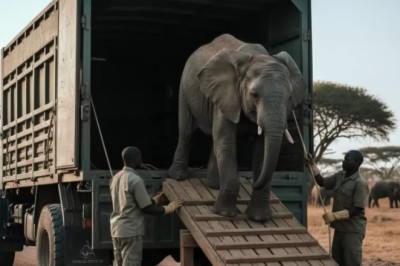 She Found Her Elephant Building a Stone Tower at Midnight. The Reason Will Shatter You.