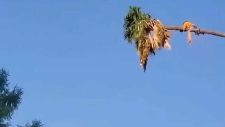 This Tree Cutting Changed Everything...