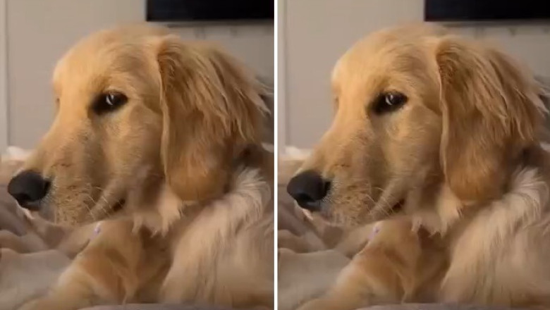 Golden Retriever Is Offended After Owner Does the Unimaginable