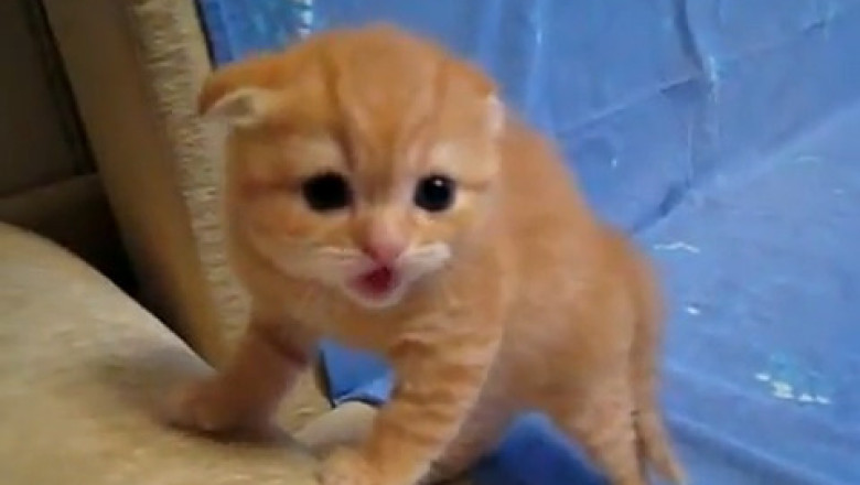 Mama Cat's Cutest Moment With Her Baby Kitten Will Melt Your Heart