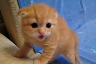 Mama Cat's Cutest Moment With Her Baby Kitten Will Melt Your Heart
