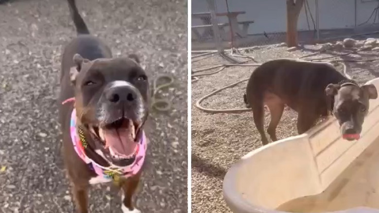 Shelter Dog Knows Her Family Isn’t Coming Back, Unaware a Forever Is Waiting for Her