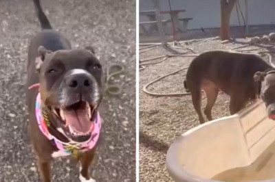 Shelter Dog Knows Her Family Isn’t Coming Back, Unaware a Forever Is Waiting for Her