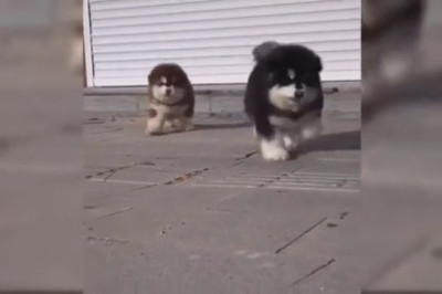 Small Dogs, Big Joy: 60 Seconds of Pure Happiness