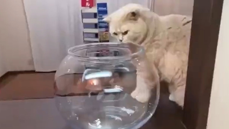 The Lead Cat: Watch Her Boss Around the Whole Farm