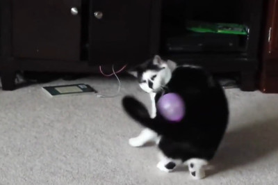 Cat Forgets How to Cat — Falls Off Counter While Trying to Look Cool