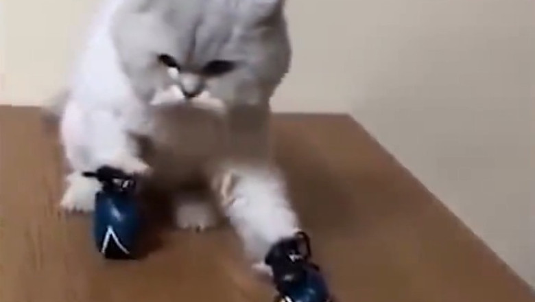 Cat Tries to Be Dramatic, Slips Off Bed Like a Cartoon Villain