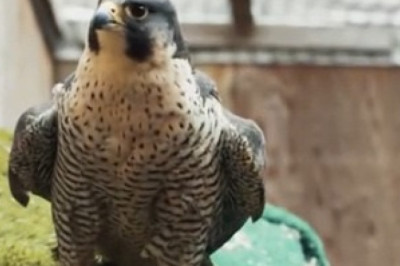 Parrot Roasts His Owner's Singing — Then Does the Dance Move of the Year