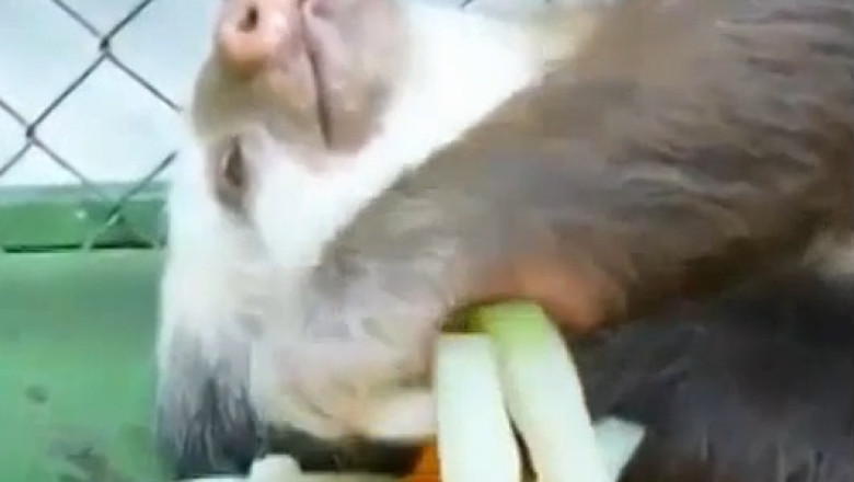 Sloth Slow-Mo Snack Time: Chillin’ Back, Veggie Sticks In Tow