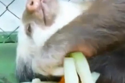 Sloth Slow-Mo Snack Time: Chillin’ Back, Veggie Sticks In Tow