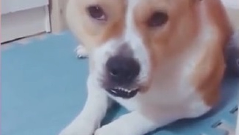 Title: Dog Tries to Sneak a Treat, Gets Caught by the One Person He Least Expected