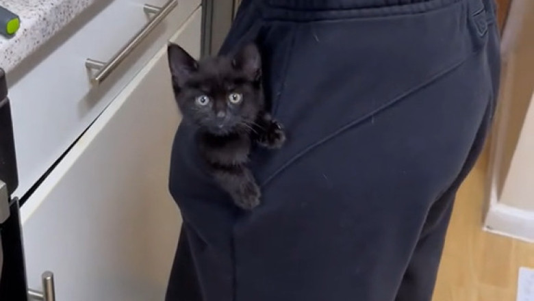 I Replaced My Phone Assistant With a Kitten – Worst Upgrade Ever