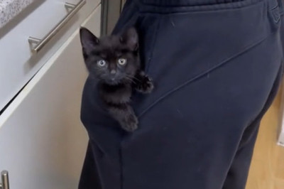 I Replaced My Phone Assistant With a Kitten – Worst Upgrade Ever