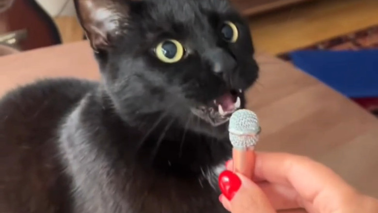 This Cat Thinks It’s a Rockstar – Wait Until You Hear the Vocals 🎤