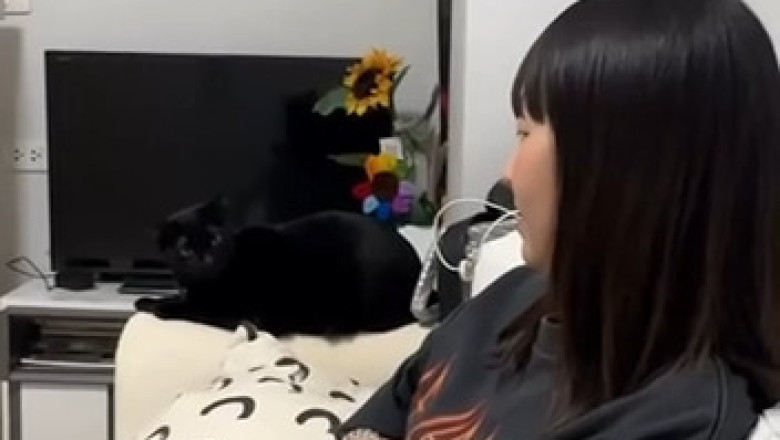 This Fierce Cat Thinks It’s a Lion (Watch Before It Attacks Your Soul)