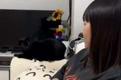 This Fierce Cat Thinks It’s a Lion (Watch Before It Attacks Your Soul)