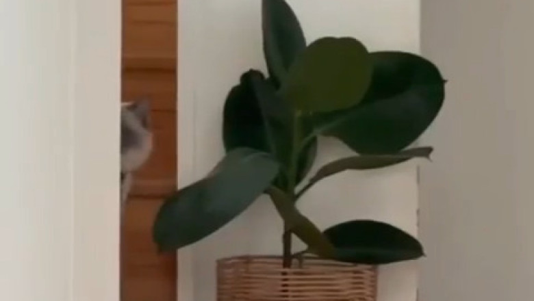 Cat Hears "Don't Touch the Plants," Immediately Touches the Plants