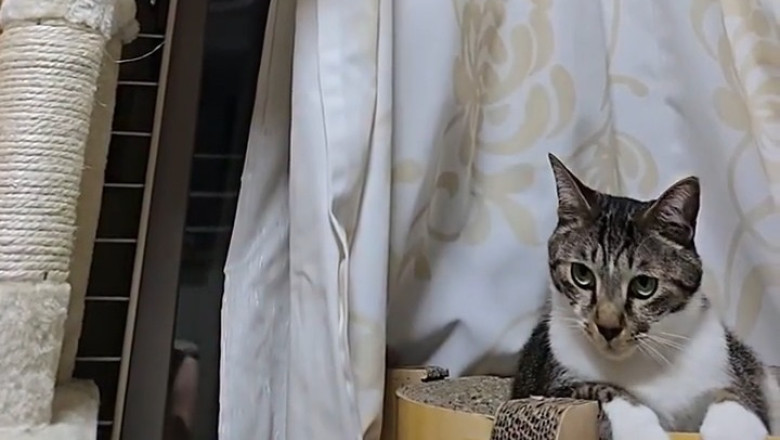 Cats Are Basically Ninjas With Fur (Science Confirms)