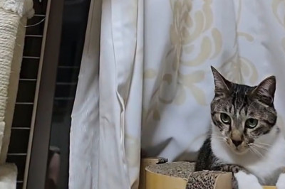 Cats Are Basically Ninjas With Fur (Science Confirms)