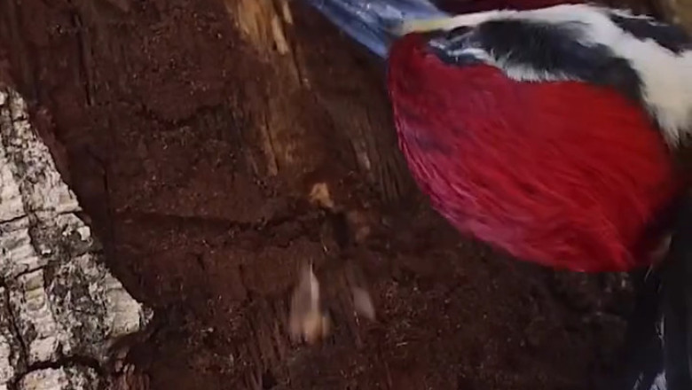 Mr. Woodpecker’s Secret Side Hustle (You Won’t Believe #3)